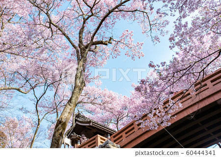 Cherry blossoms at Takato Castle Park (Nagano Prefecture) Cherry blossoms at Takato Castle Park (Nagano Prefecture) 60444341