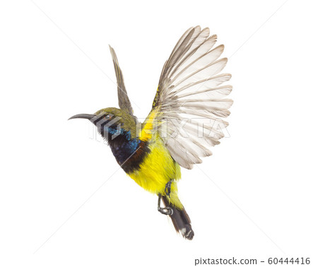 Beautiful flying Bird (Olive-backed Sunbird) Beautiful flying Bird (Olive-backed Sunbird) 60444416