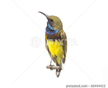Beautiful Bird (Olive-backed Sunbird) Beautiful Bird (Olive-backed Sunbird) 60444423
