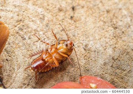 Dead cockroach, The problem in the house because Dead cockroach, The problem in the house because 60444530