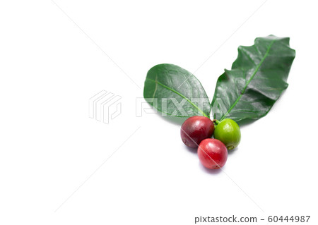 Fresh raw red and green coffee beans with leaf isolated on white background. 60444987