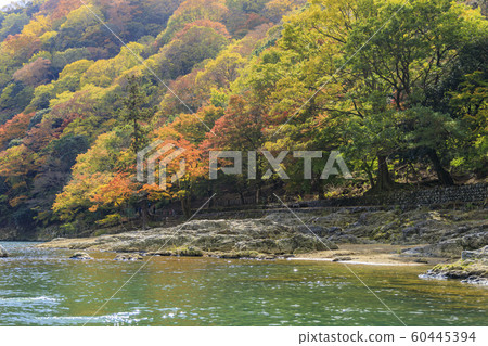 Downhill of the Hozu River in autumn Downhill of the Hozu River in autumn 60445394