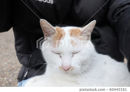 Stray cat: Nap: Become human: Newcomer: Male Stray cat: Nap: Become human: Newcomer: Male 60445581