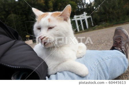 Stray cat: Nap: Become human: Newcomer: Male 60445613