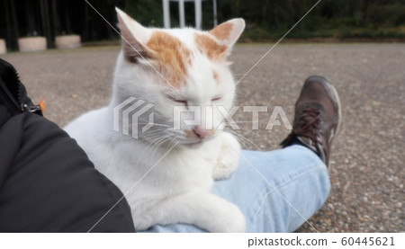Stray cat: Nap: Become human: Newcomer: Male 60445621