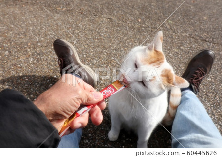 Stray cats: Snack: Natural: Newcomer: Male Stray cats: Snack: Natural: Newcomer: Male 60445626