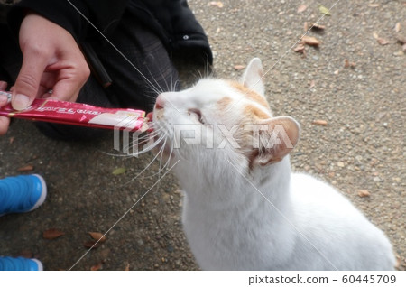 Stray cats: Snack: Natural: Newcomer: Male Stray cats: Snack: Natural: Newcomer: Male 60445709