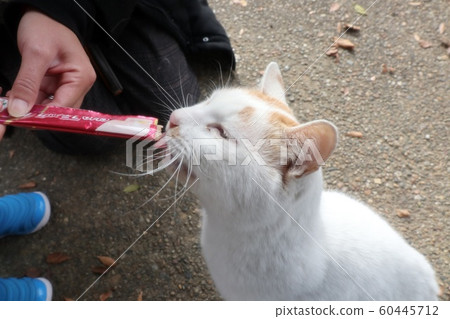 Stray cats: Snack: Natural: Newcomer: Male Stray cats: Snack: Natural: Newcomer: Male 60445712