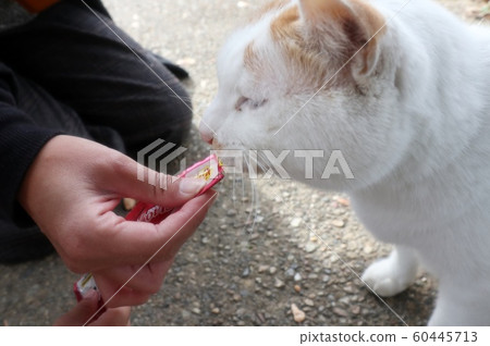 Stray cats: Snack: Natural: Newcomer: Male 60445713