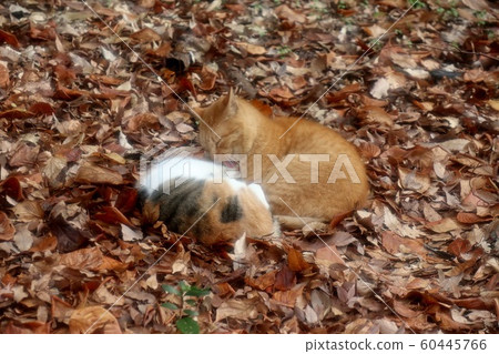 Stray cats: Nap: Hyuga: Good friends: 2 Stray cats: Nap: Hyuga: Good friends: 2 60445766