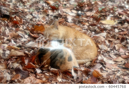 Park: Stray cat: Nap: Hinata: Friends: 2 Park: Stray cat: Nap: Hinata: Friends: 2 60445768