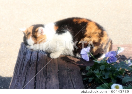 Stray cat: Nap: Hyuga: Sange Stray cat: Nap: Hyuga: Sange 60445789