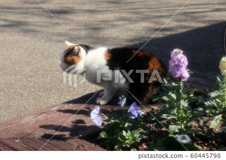 Stray cat: Nap: Hyuga: Sange Stray cat: Nap: Hyuga: Sange 60445798