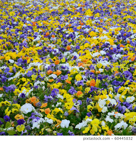Multicolor pansy flowers or pansies close up as Multicolor pansy flowers or pansies close up as 60445832