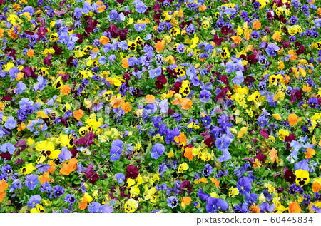 Multicolor pansy flowers or pansies close up as Multicolor pansy flowers or pansies close up as 60445834