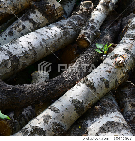 Closeup of firewood from old poplar with rough Closeup of firewood from old poplar with rough 60445868