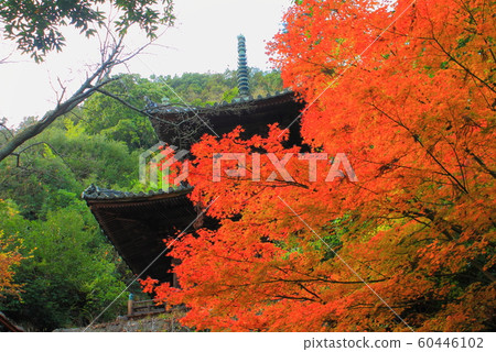 [Kagawa Prefecture] Shikoku cemetery No. 71 billhouse "Yayadera" Taho Tower and yellow leaves 60446102