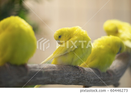 Lutino yellow Holland Budgie bird perching on Lutino yellow Holland Budgie bird perching on 60446273
