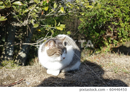 Cat 60446450