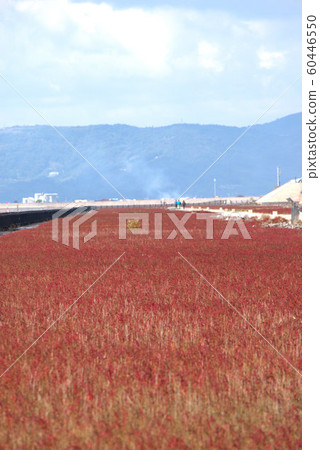 土耳其草景觀 60446550