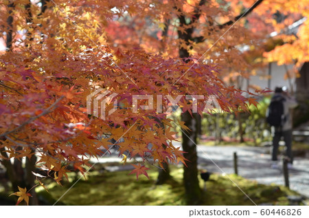Autumn leaves of Niseo-in Autumn leaves of Niseo-in 60446826