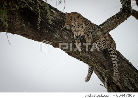 Leopard lies on tree branch looking left Leopard lies on tree branch looking left 60447009