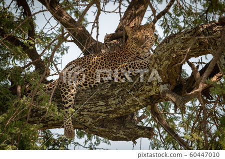 Leopard lies on tree branch looking down Leopard lies on tree branch looking down 60447010