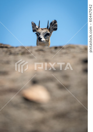 Klipspringer pokes head over rock in sunshine Klipspringer pokes head over rock in sunshine 60447042