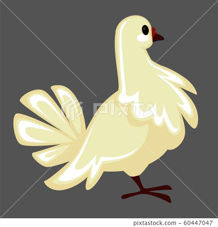White pigeon and dove bird with fluffed feathers side view 60447047