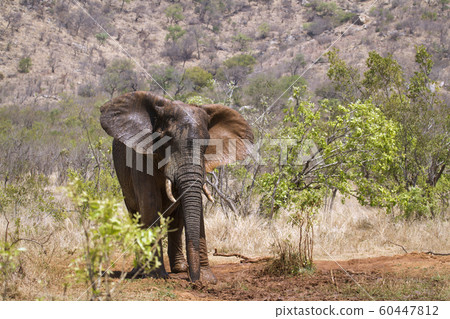 African bush elephant in Kruger National park African bush elephant in Kruger National park 60447812