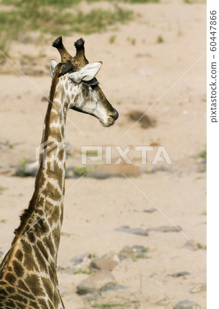 Giraffe in Kruger National park Giraffe in Kruger National park 60447866