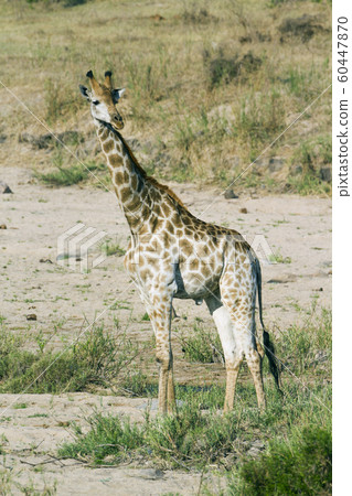 Giraffe in Kruger National park 60447870