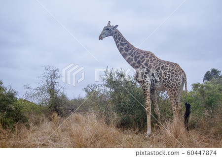 in Kruger National park in Kruger National park 60447874