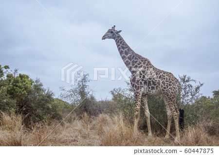 in Kruger National park in Kruger National park 60447875
