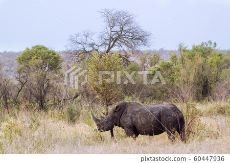 Southern white rhinoceros in Kruger National park Southern white rhinoceros in Kruger National park 60447936