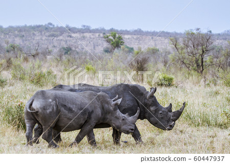 Southern white rhinoceros in Kruger National park 60447937