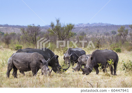 Southern white rhinoceros in Kruger National park 60447941