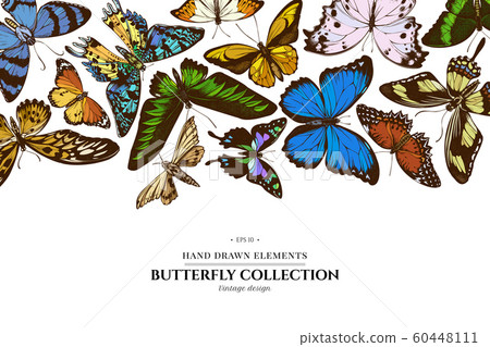 Colored elements design with morpho menelaus, cethosia biblis, papilio antimachus, alcides agathyrsus, ornithoptera croesus lydius, graphium weiskei, ambulyx pryeri, urania rhipheus, salamis parhassus 60448111