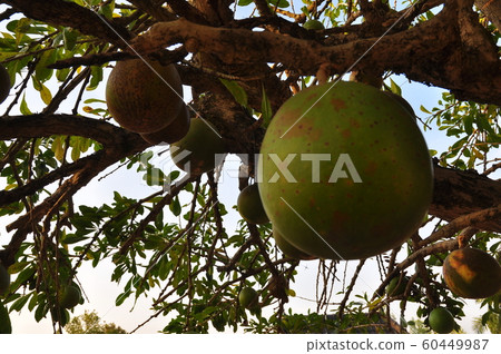 fruit photo fruit photo 60449987