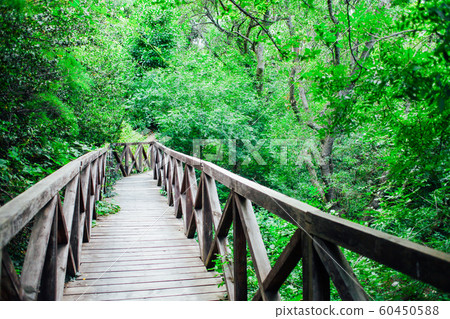 wooden bridge road in a rainforest landscape 60450588