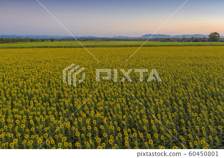 Aerial view of full bloom sunflower field in Aerial view of full bloom sunflower field in 60450801
