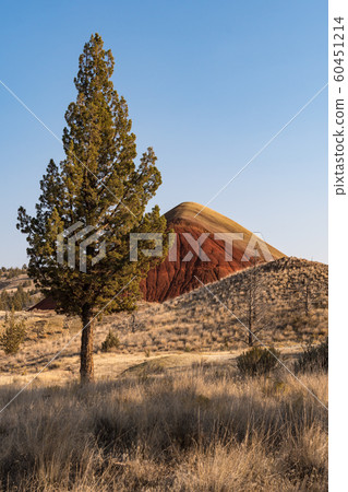 Landscape around Red Hill Trail in Painted Hills 60451214