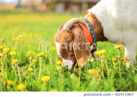 Aglo Nubian / boer goat male, bell on its neck, Aglo Nubian / boer goat male, bell on its neck, 60451967