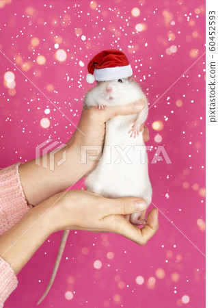 Female hands hold a funny gray rat in Santa Claus hat Female hands hold a funny gray rat in Santa Claus hat 60452593