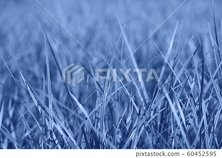 Colored Blue grass background. Blue grass texture close up Colored Blue grass background. Blue grass texture close up 60452595