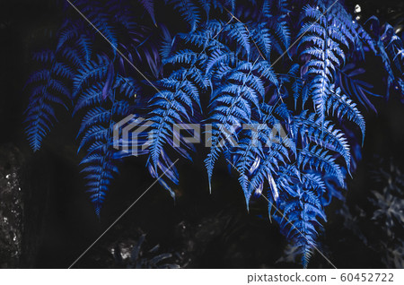 Color of the year 2020 classic blue,  ferns in the 60452722