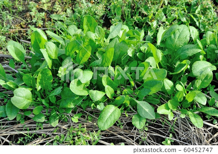 菠菜西方種 60452747