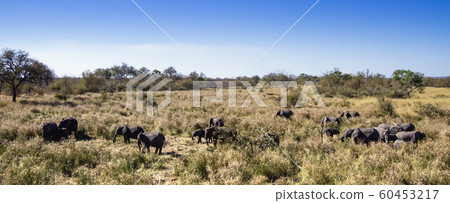 African bush elephant in Kruger National park 60453217