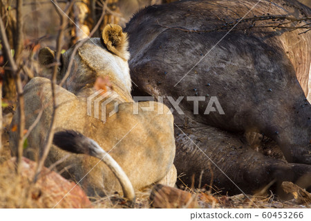 Lion in Kruger National park 60453266