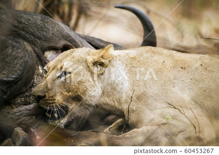 Lioness in Kruger National park Lioness in Kruger National park 60453267